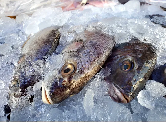 Pescados frescos